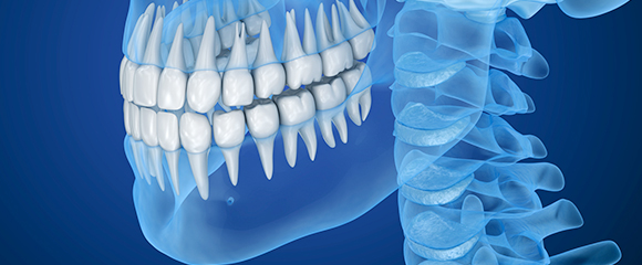 外科的歯内療法 イメージ画像